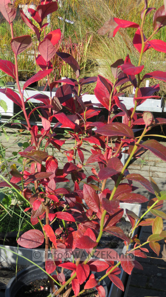 Vaccinium corymbosum 04 Heidelbeere Herbstfaerbung.JPG